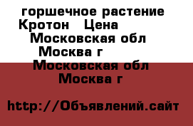 горшечное растение Кротон › Цена ­ 5 000 - Московская обл., Москва г.  »    . Московская обл.,Москва г.